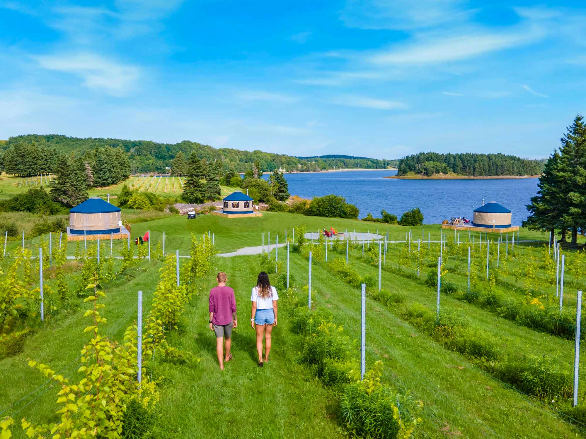 Two people walking through the young grape vines in the vineyard at Glamping in Guysborough: Authentic Seacoast Yurts.