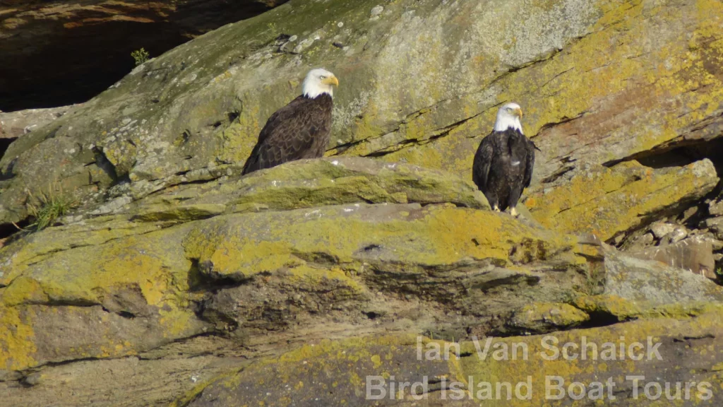 Photographers’ Boat Tour with Bird Island Boat Tours