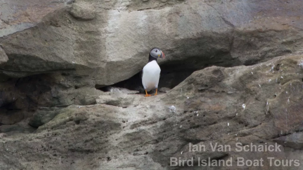 Photographers’ Boat Tour with Bird Island Boat Tours