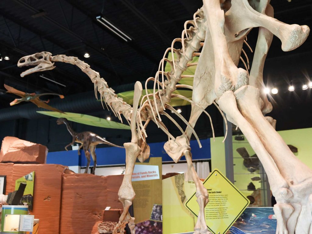 Fossils on Horseback