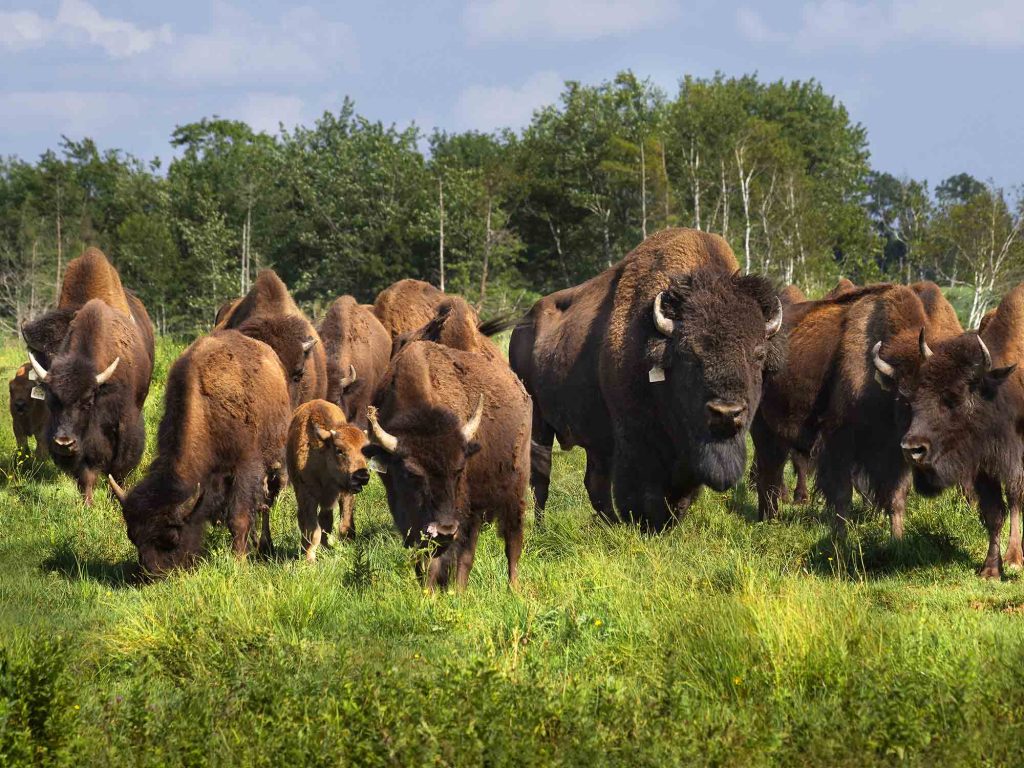 Guided Bison Tour