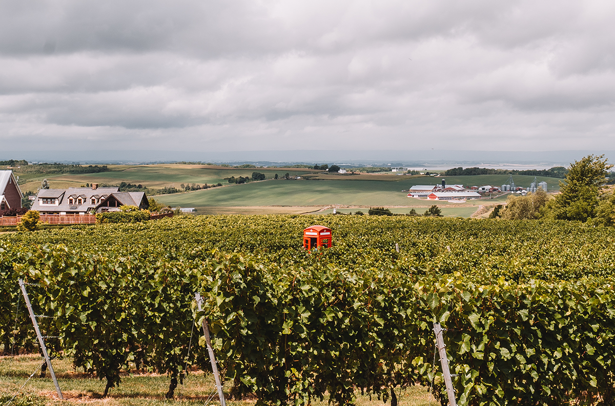 Luckett's Vineyards, Foto: Melanie Schillinger