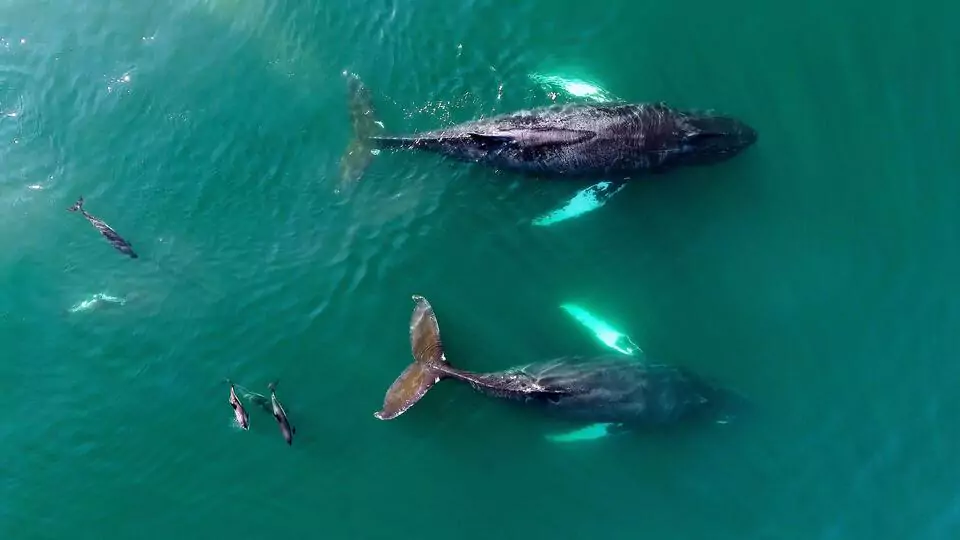 Two humpback whales swim in turquoise blue water in the Bay of Fundy. A pod of dolphins plays nearby.