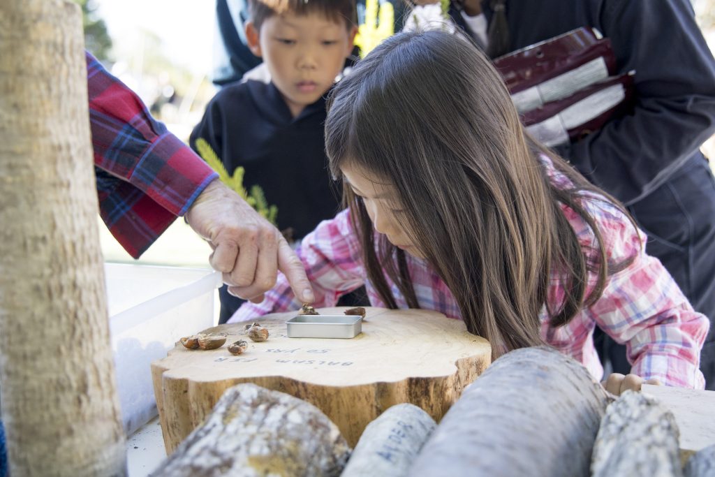 A girl inspects a sliced piece of wood during the Nova Scotia Forest Festival at Memory Lane in Nova Scotia