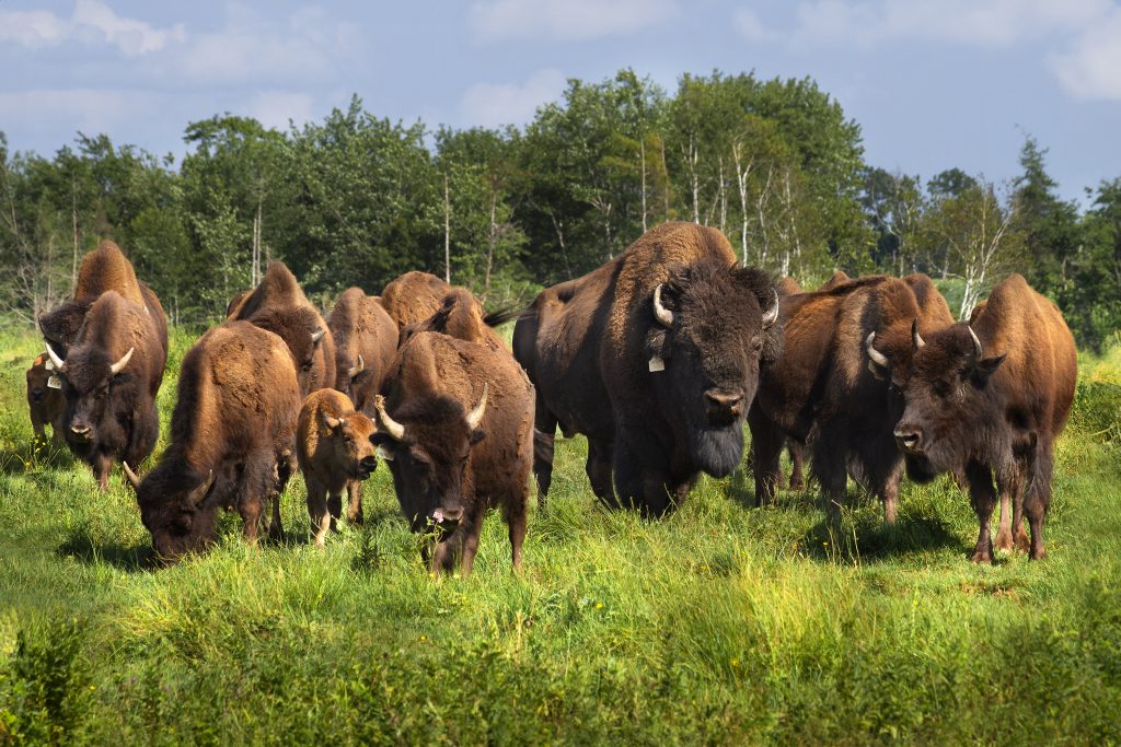 Bison Farm Adventure: Tour & Dine
