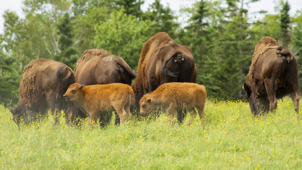 Bison Farm Adventure: Tour & Dine