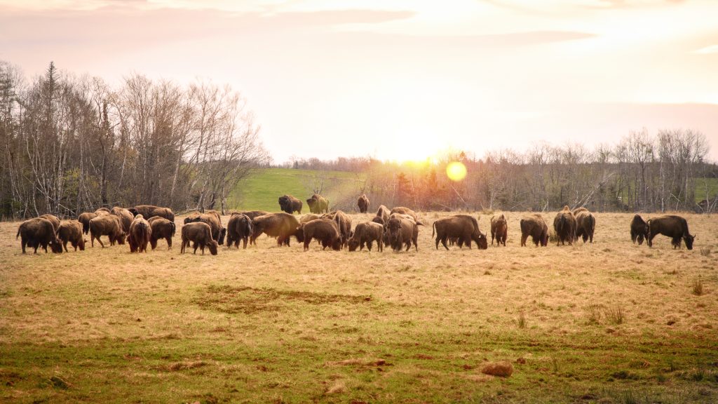 Bison Farm Adventure: Tour & Dine