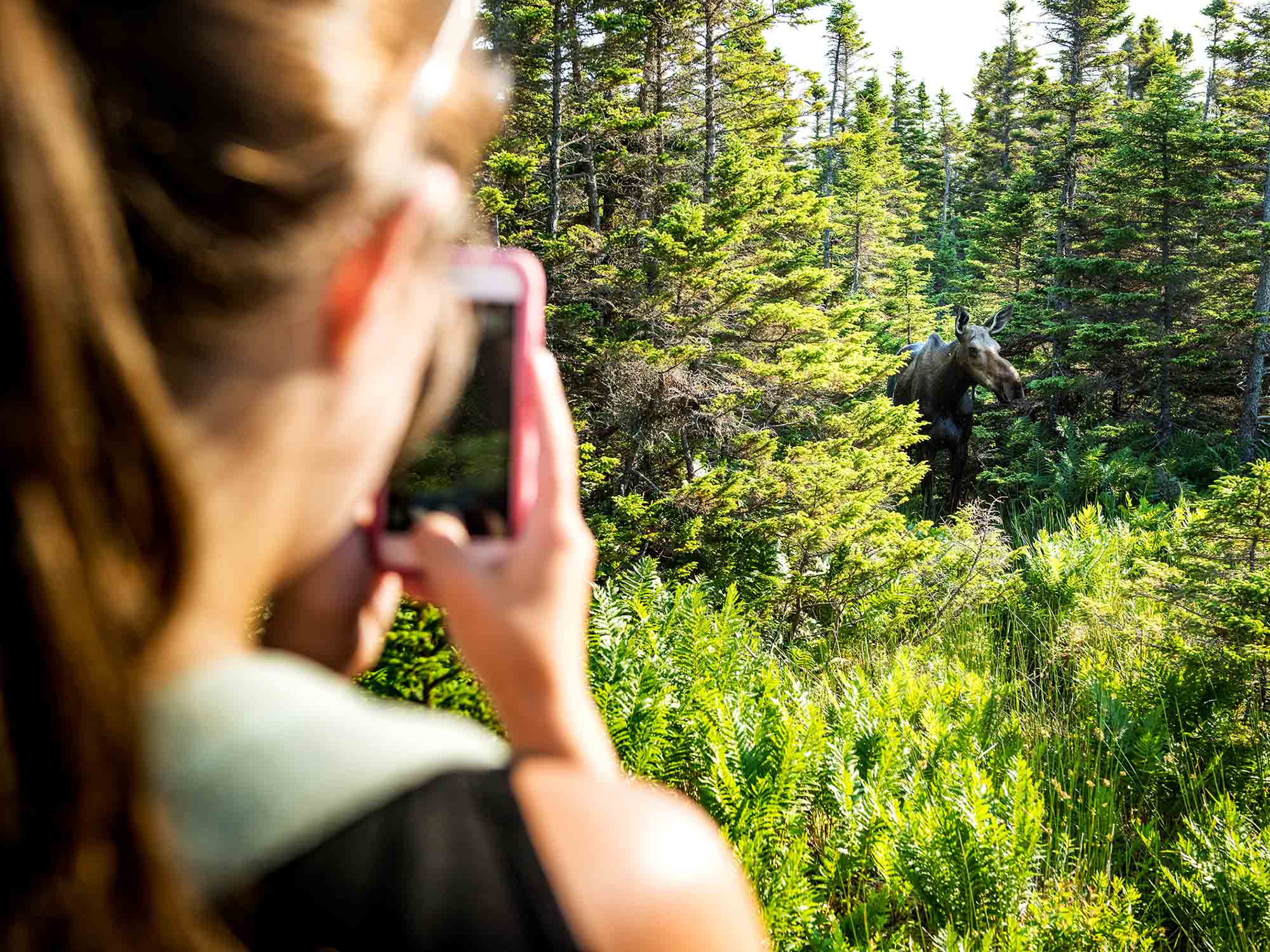 Person taking pictures from a safe distance away from a moose that is eating branches on a tree near a hiking trail in the Cape Breton Highlands National Park in Nova Scotia.