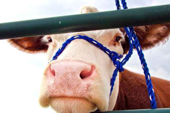 A cow looks through a gate promoting the Exhibitions Association of Nova Scotia