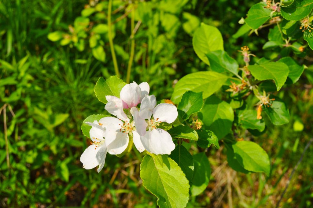 The Healing Forest Nature Walk