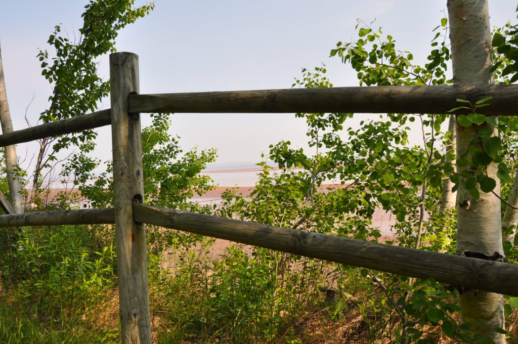 The Healing Forest Nature Walk