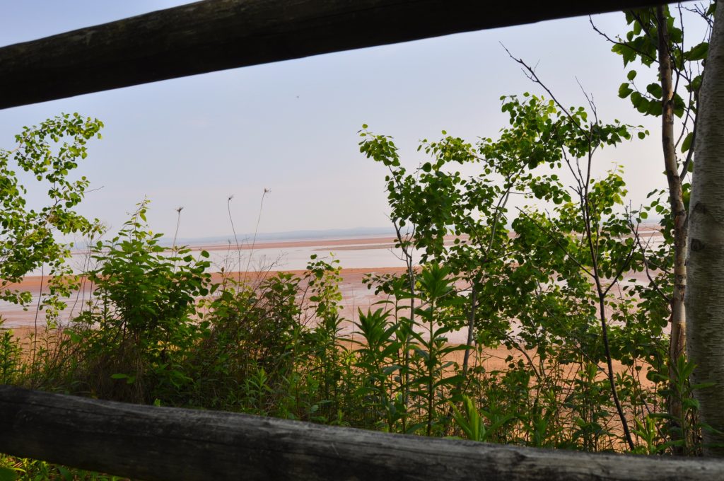 The Healing Forest Nature Walk