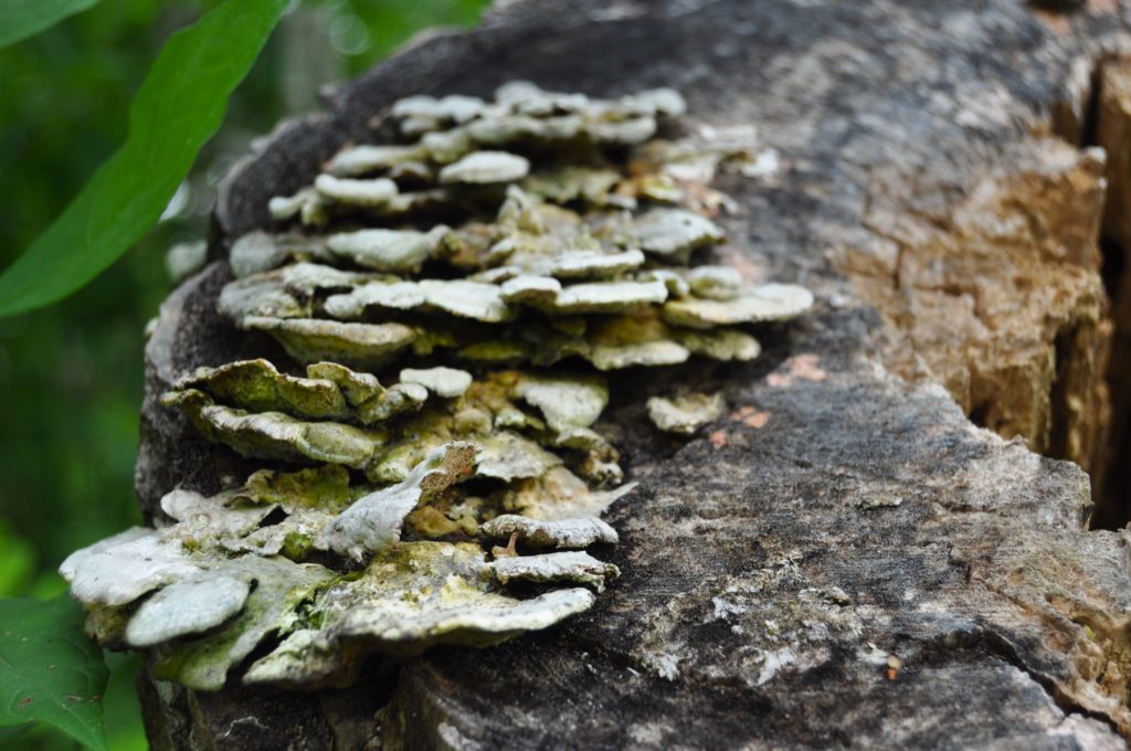 The Healing Forest Nature Walk