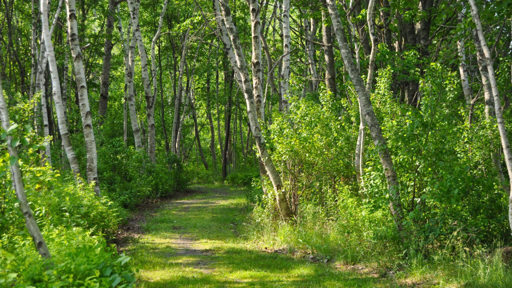 The Healing Forest Nature Walk