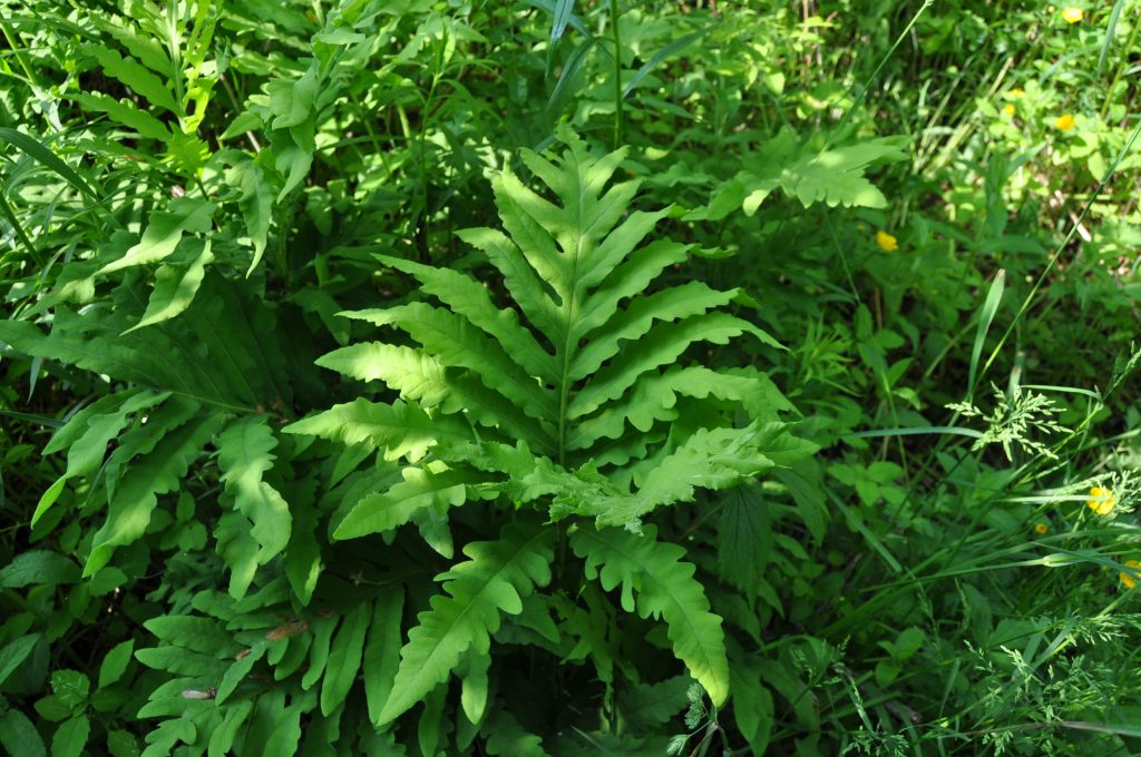 The Healing Forest Nature Walk