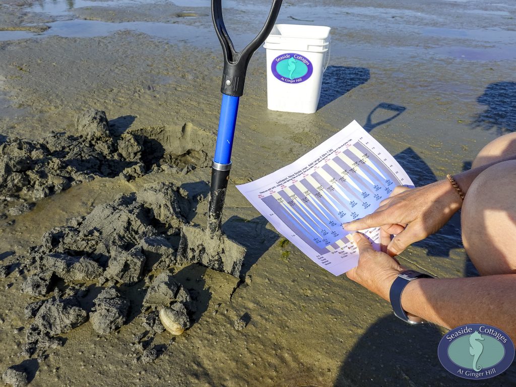 Beachfront Stay & Clam Digging