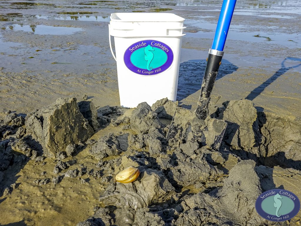 Beachfront Stay & Clam Digging