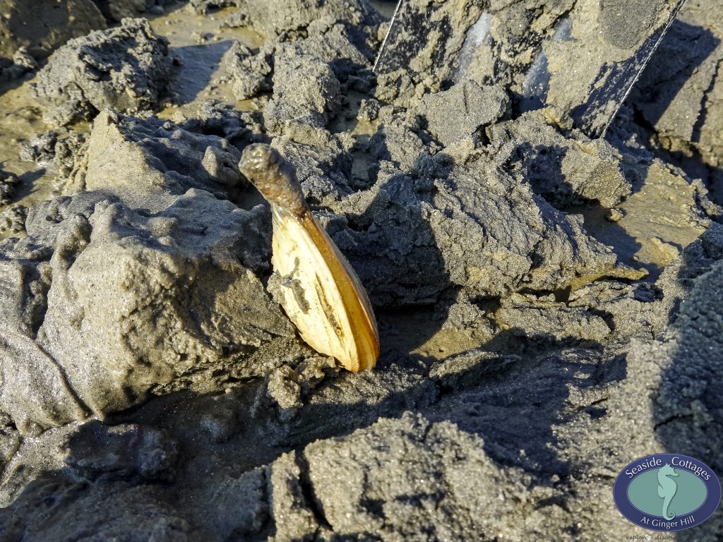 Beachfront Stay & Clam Digging
