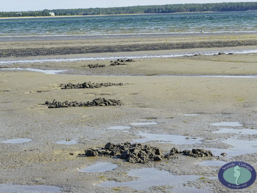 Beachfront Stay & Clam Digging