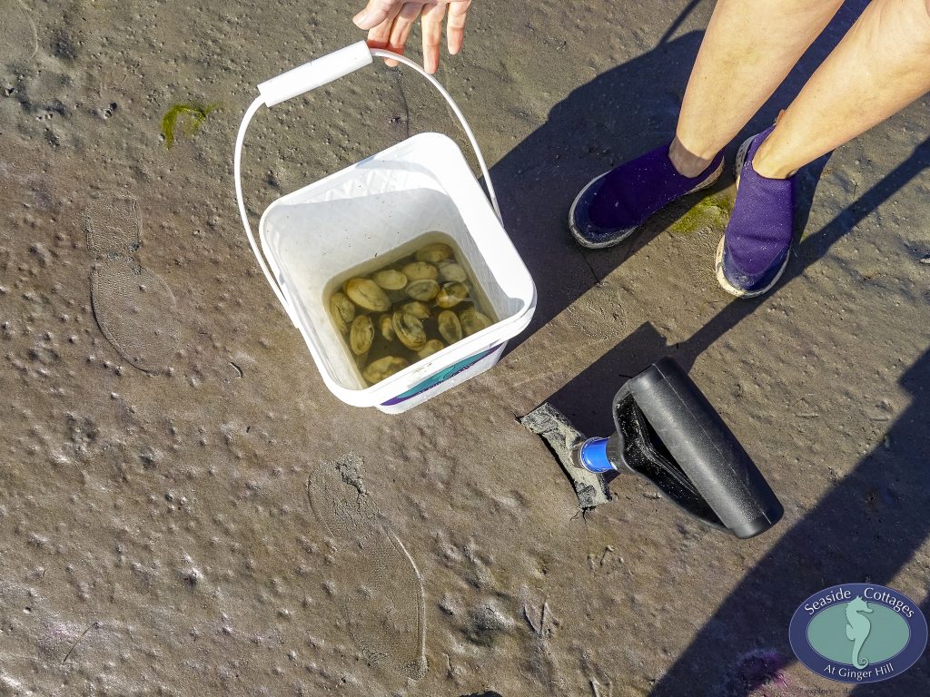 Beachfront Stay & Clam Digging