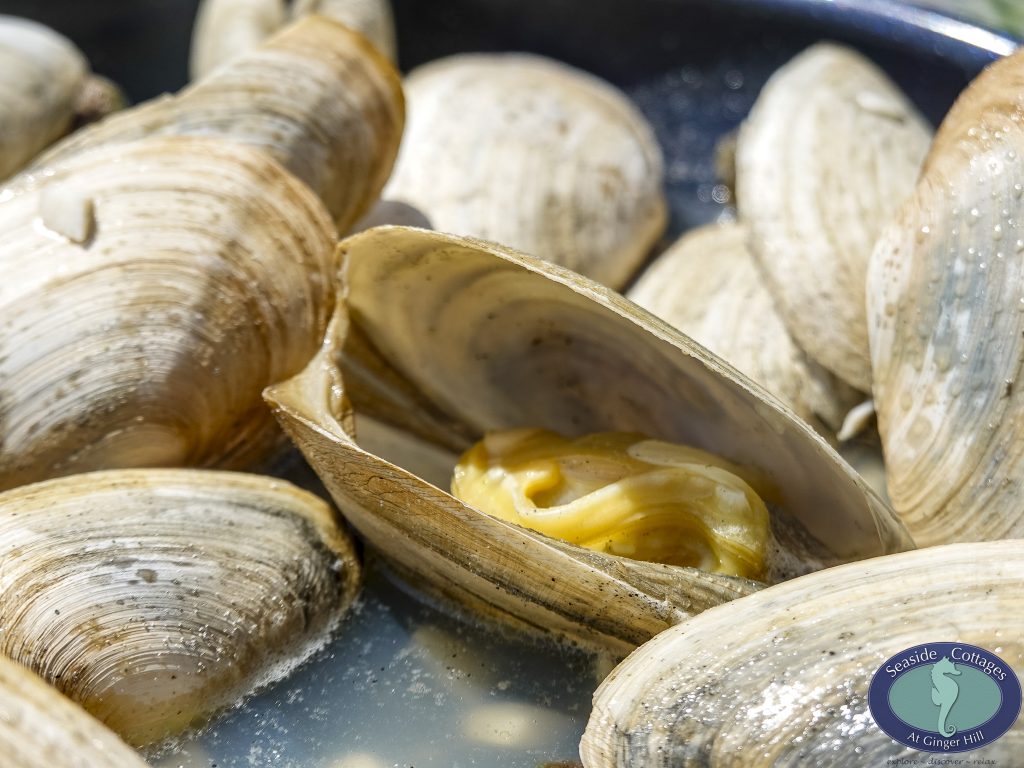 Beachfront Stay & Clam Digging