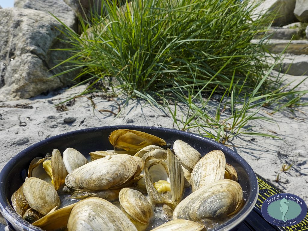 Beachfront Stay & Clam Digging