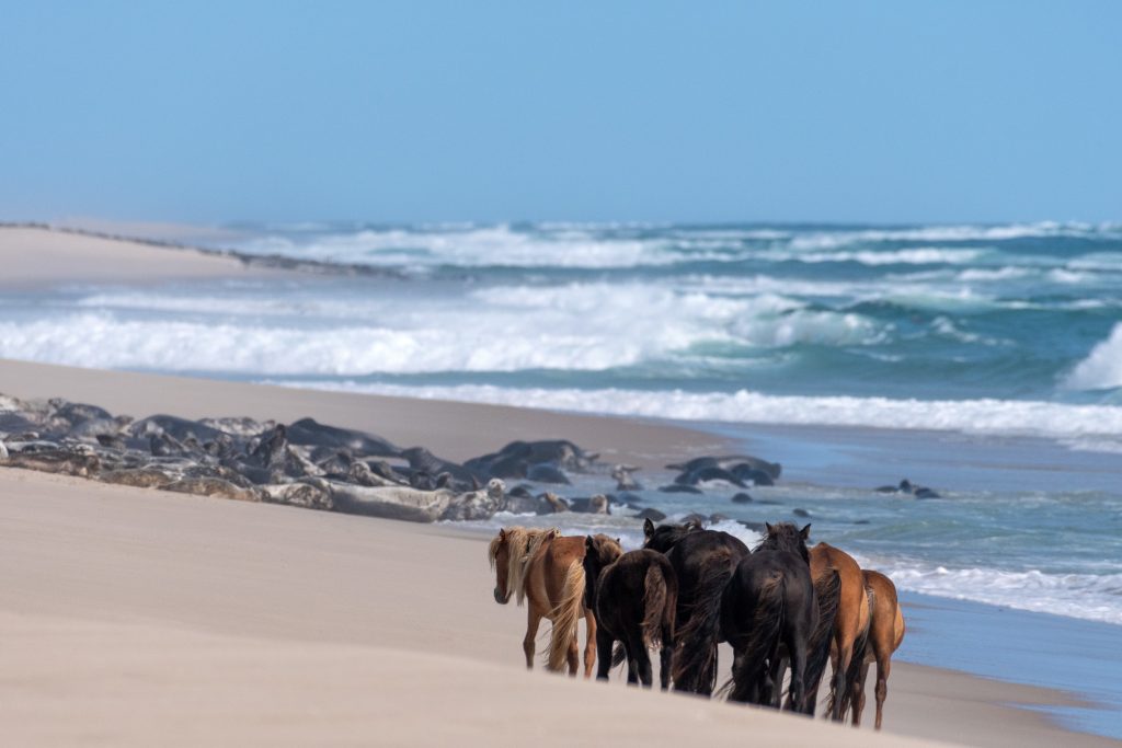 Sable Island Fall & Winter Tours: Picture Perfect Tours