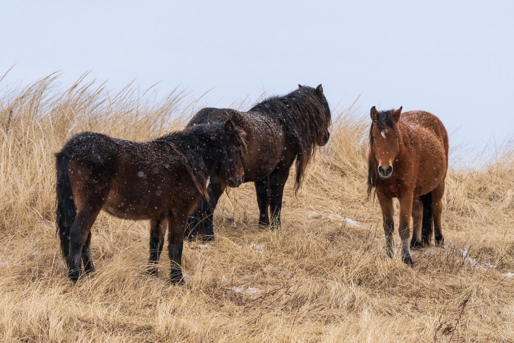 Sable Island Fall & Winter Tours: Picture Perfect Tours