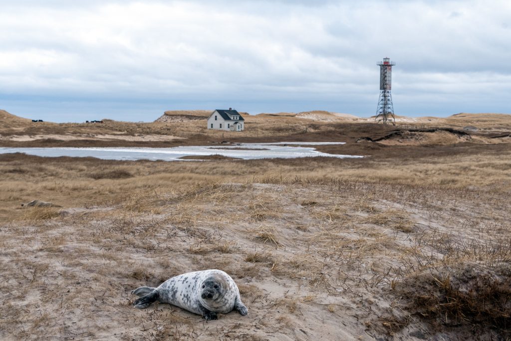 Sable Island Fall & Winter Tours: Picture Perfect Tours