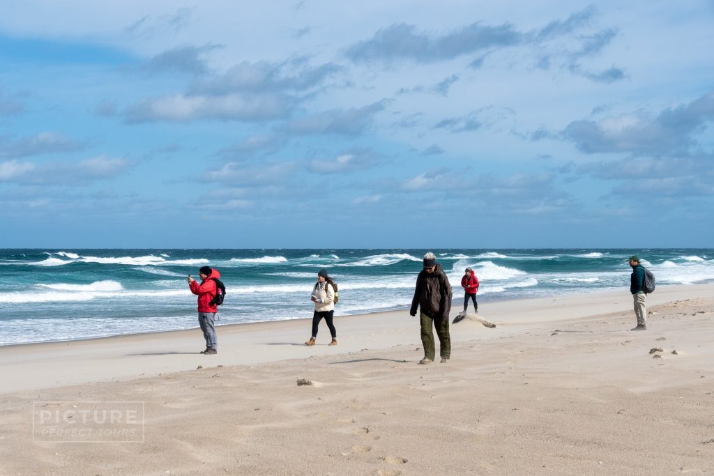 Sable Island Fall & Winter Tours: Picture Perfect Tours