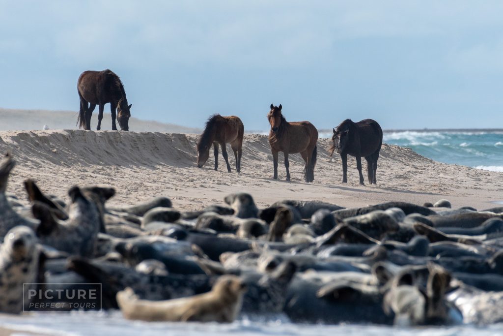 Sable Island Fall & Winter Tours: Picture Perfect Tours