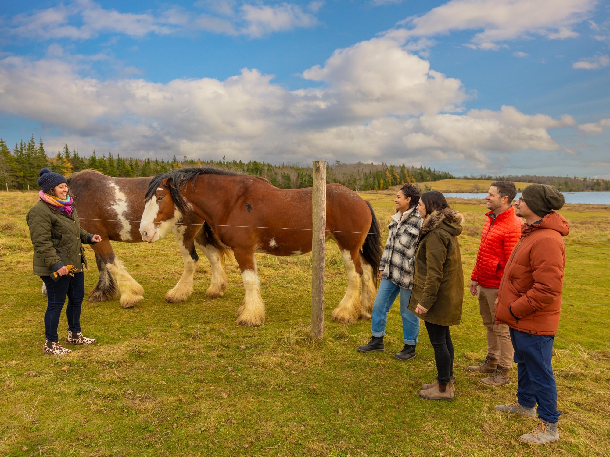 Four people enjoy a guided visit with Clydesdale horses at Lindsay Lake Farm in Nova Scotia
