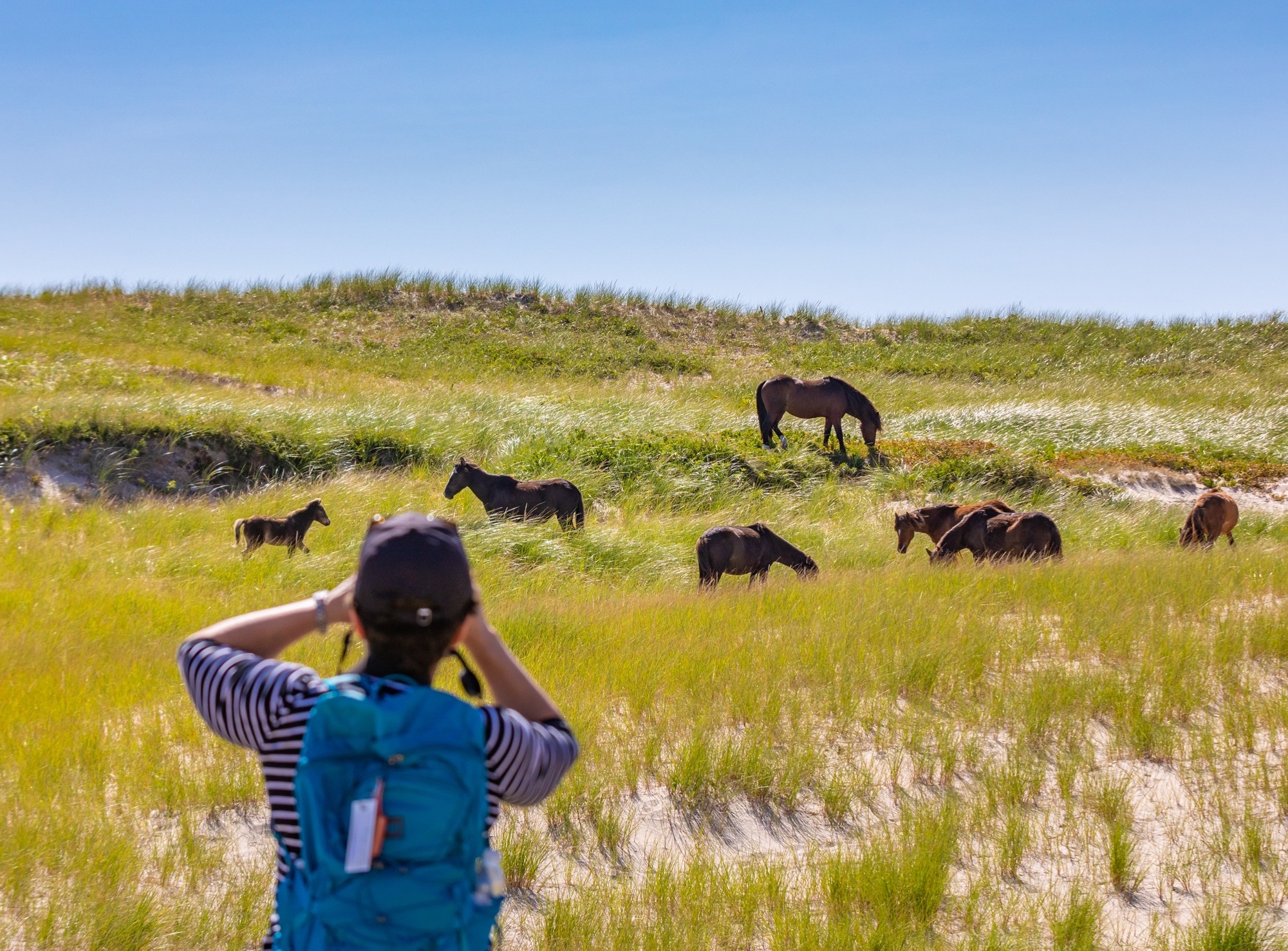 A woman takes a photo of Sable Island Horses on Sable Island off the coast of Nova Scotia.