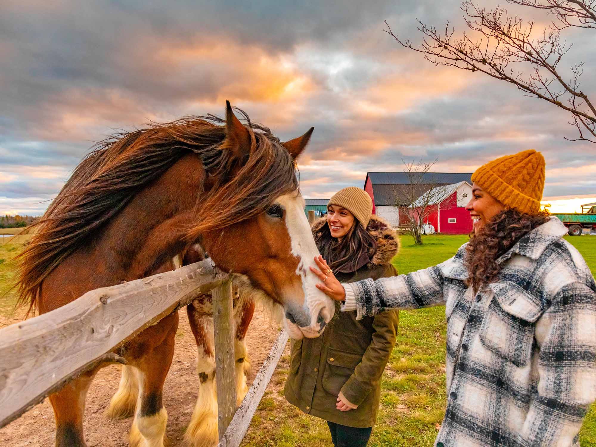 Two people delighting as they are being greeted by a friendly Clydesdale horse at Lindsay Lake Farm on Nova Scotia's Eastern Shore on a late Fall afternoon.