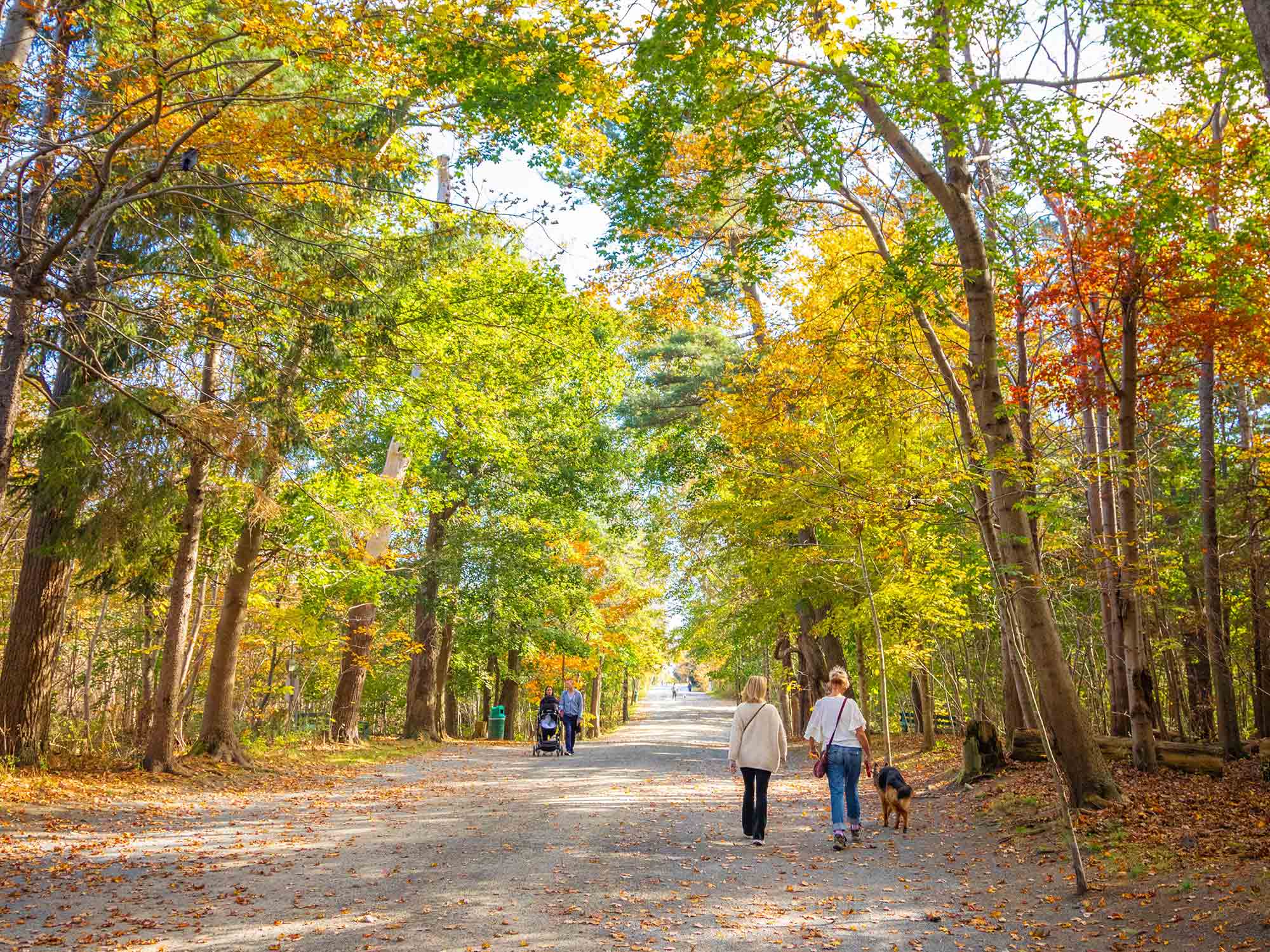 People walking on one of the wide, accessible trails within Point Pleasant Park near downtown Halifax in Nova Scotia