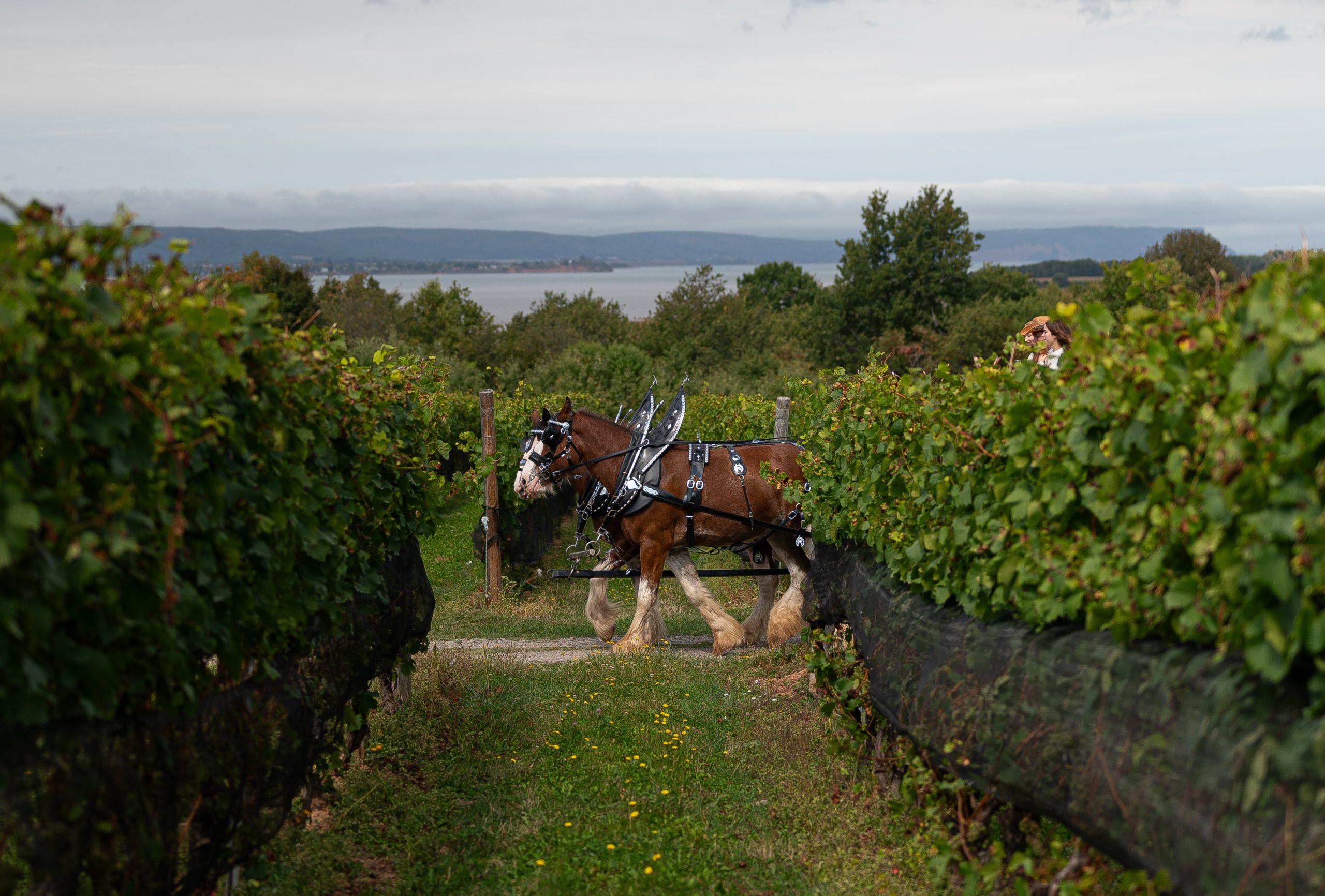 Two horses pulling a wagon down a path with rows of grapevines around them and water in the distance