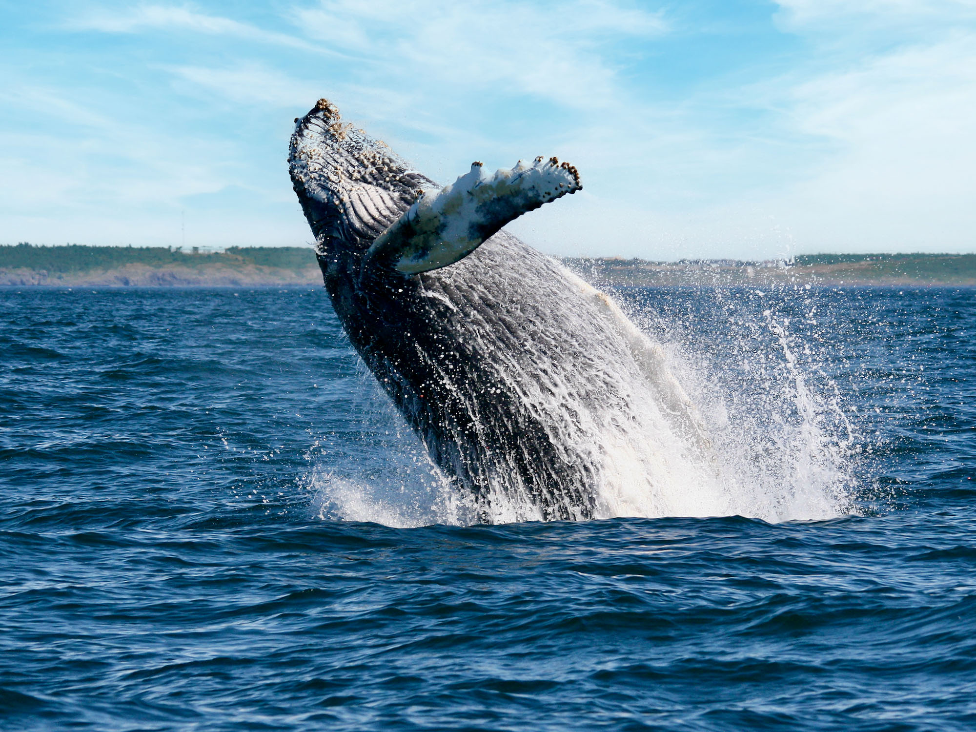 A whale breaching the water in the Bay of Fundy