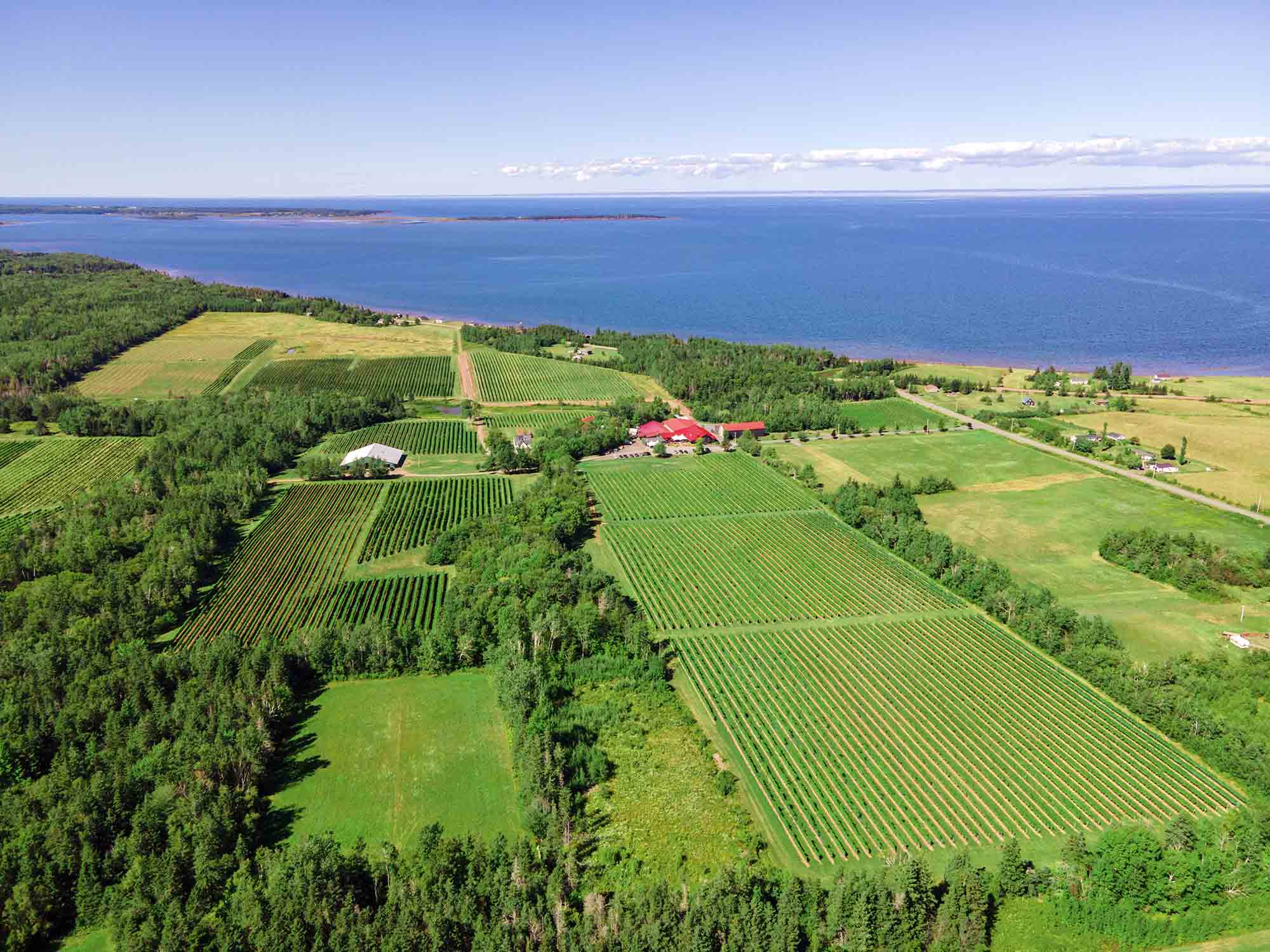 Aerial view over the rolling vineyards and forest along the Northumberland Strait at Jost Vineyards near Tatamagouche in Nova Scotia