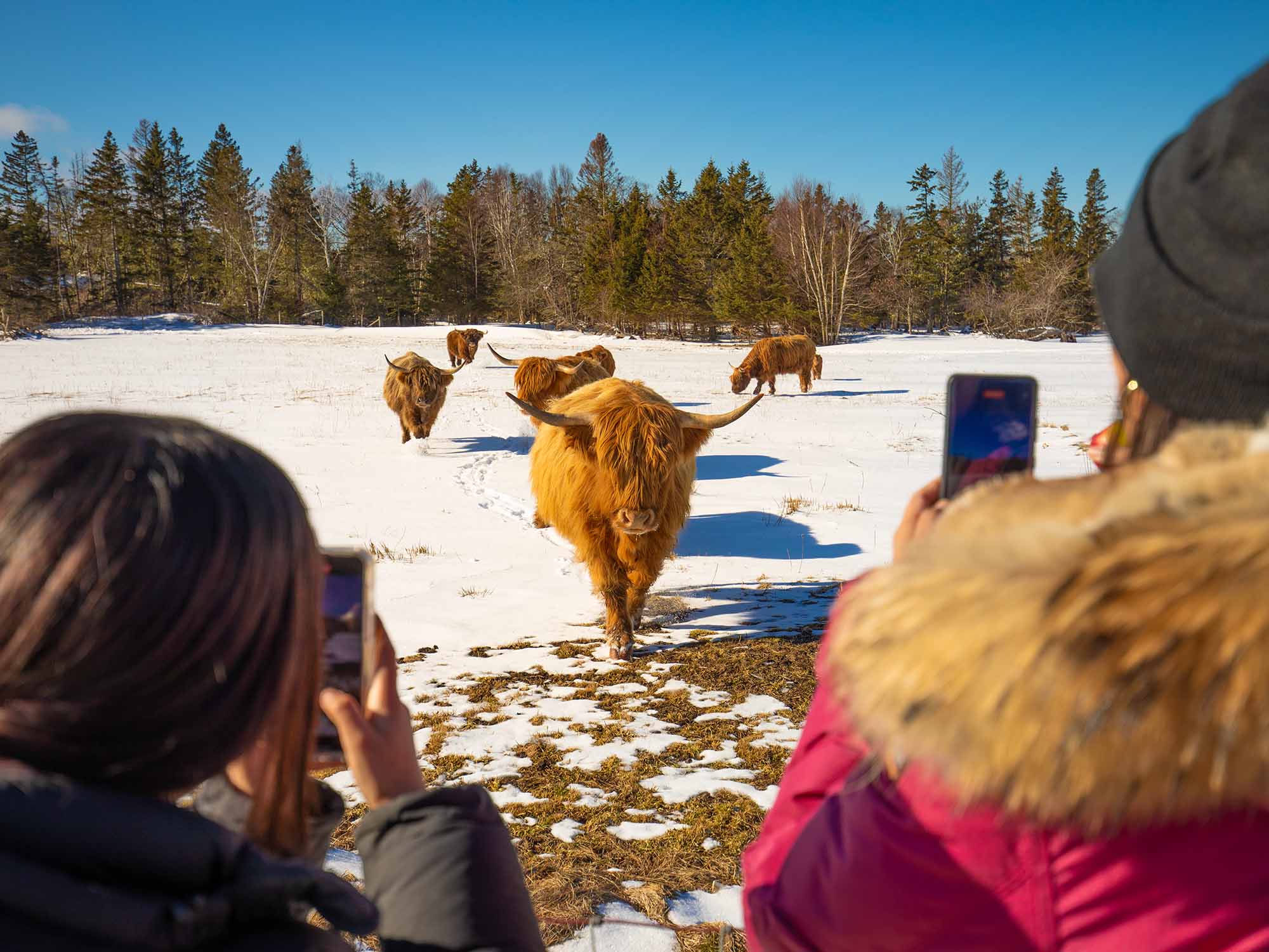 Two people taking photos of a long-horned cow walking towards them in a pasture with snow in it on a sunny winter day at Ravens Rest Retreat in Nova Scotia.