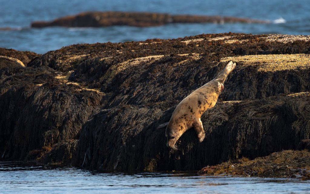 Lunenburg Zodiac Coastal Tour