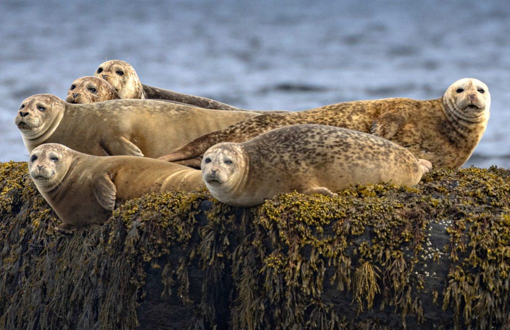 Lunenburg Zodiac Coastal Tour