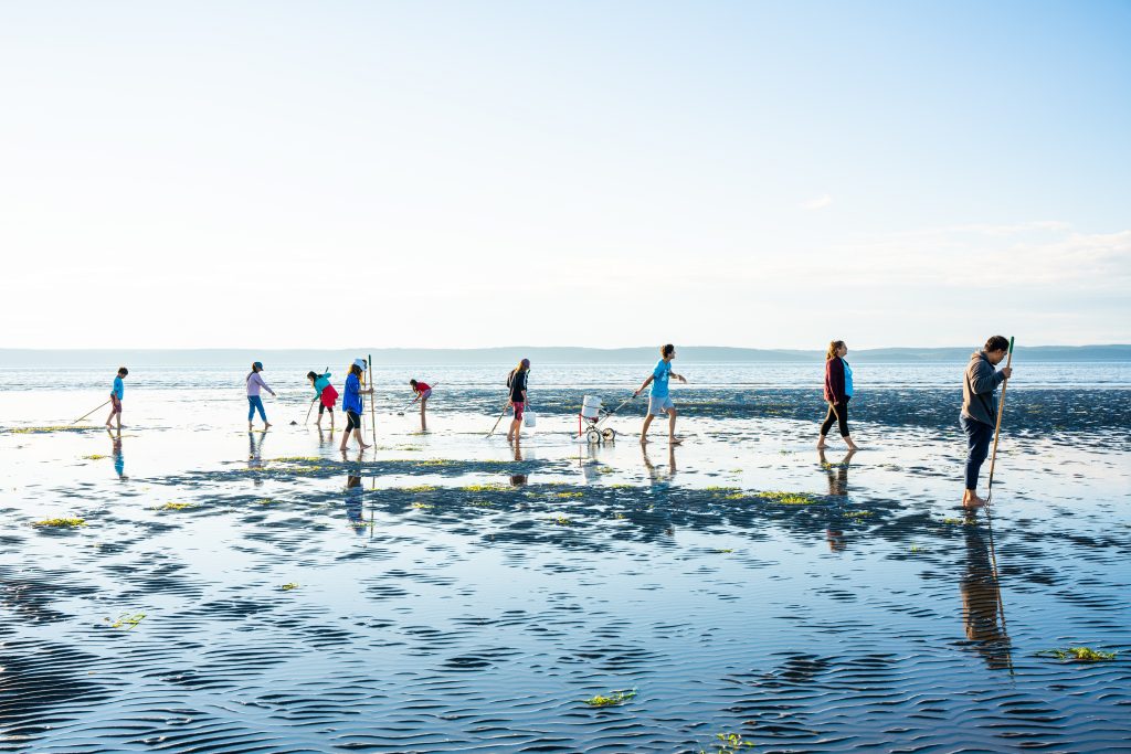 A group of people dig clams during the Festival de Coques (Clam Festival) in Clare, Nova Scotia