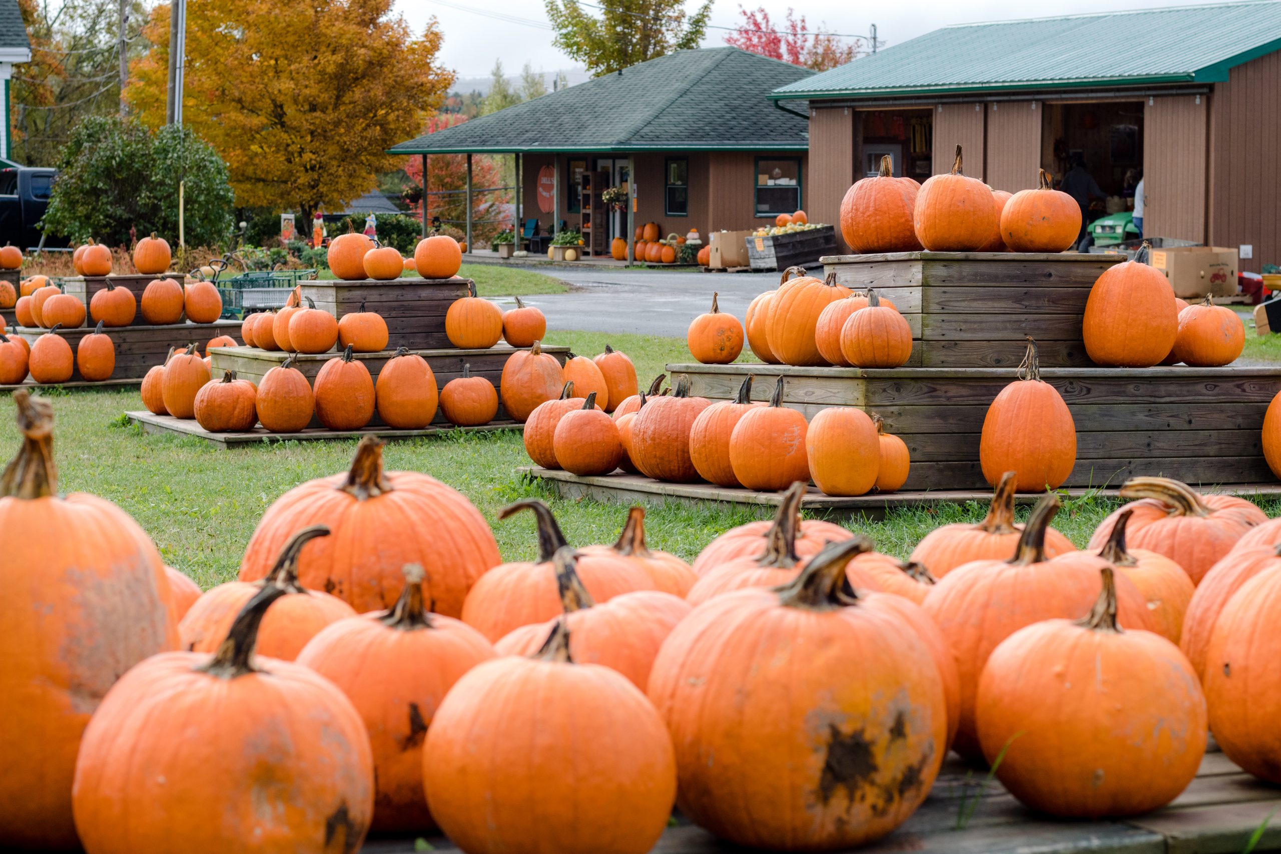 Pumpkins on display in Windsor, Nova Scotia