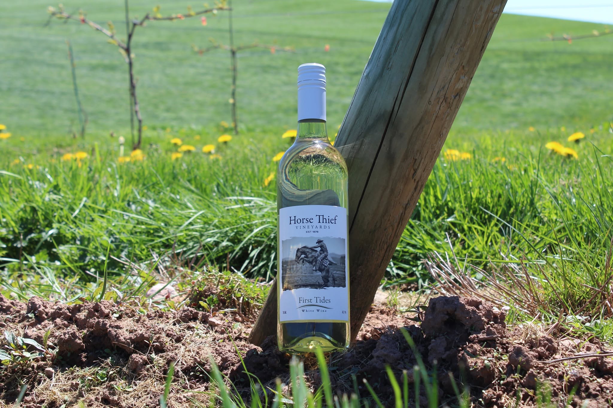 Horse Thief Vineyards