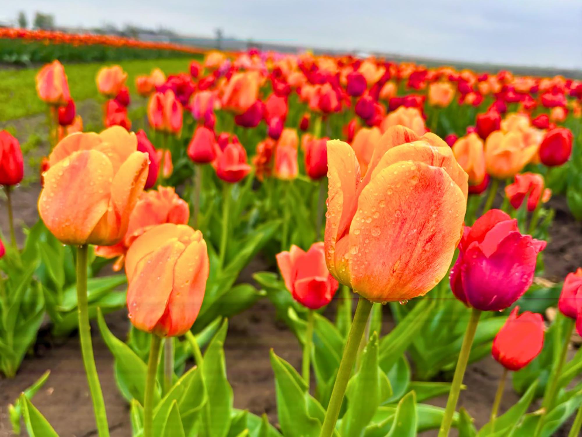 RiverBreeze Farm's fields of tulips during their Nova Scotia Tulip Festival in Upper Onslow, near Truro.