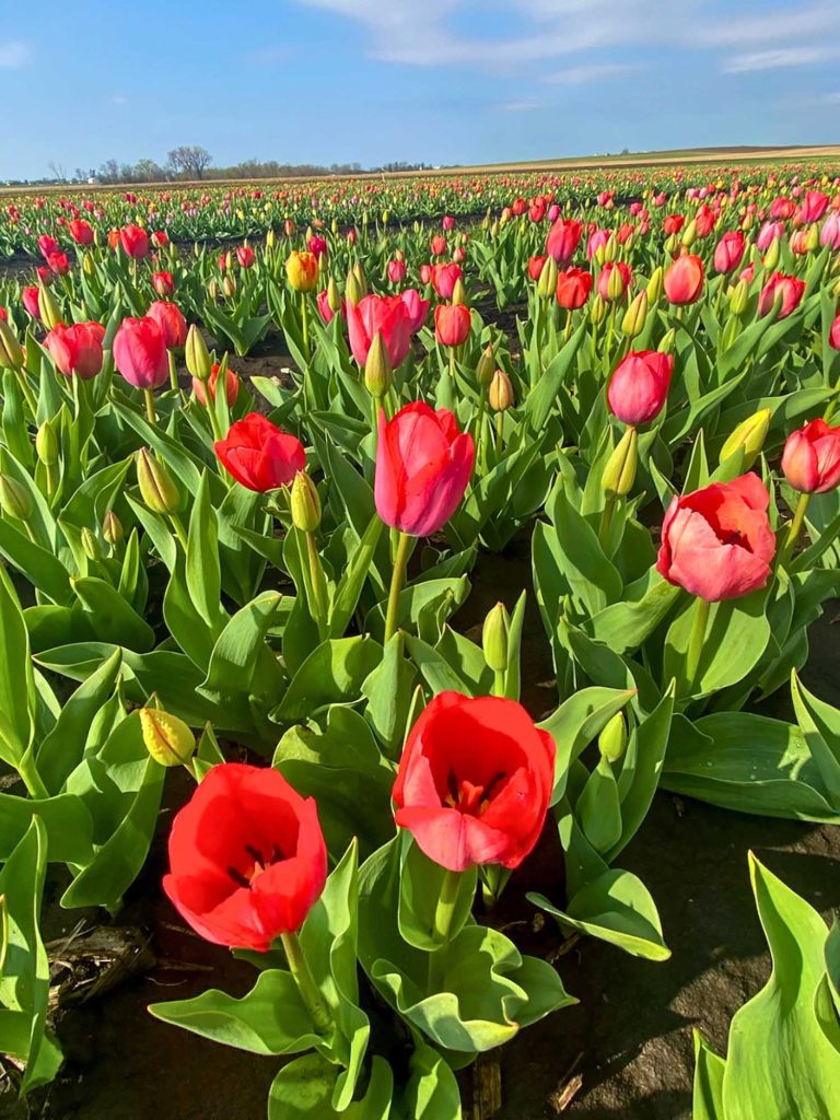 RiverBreeze Farm's fields of tulips during their Nova Scotia Tulip Festival in Upper Onslow, near Truro.