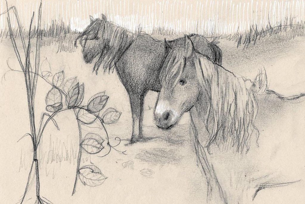 Before Sable Island: Drawing Horses with Briana Corr Scott