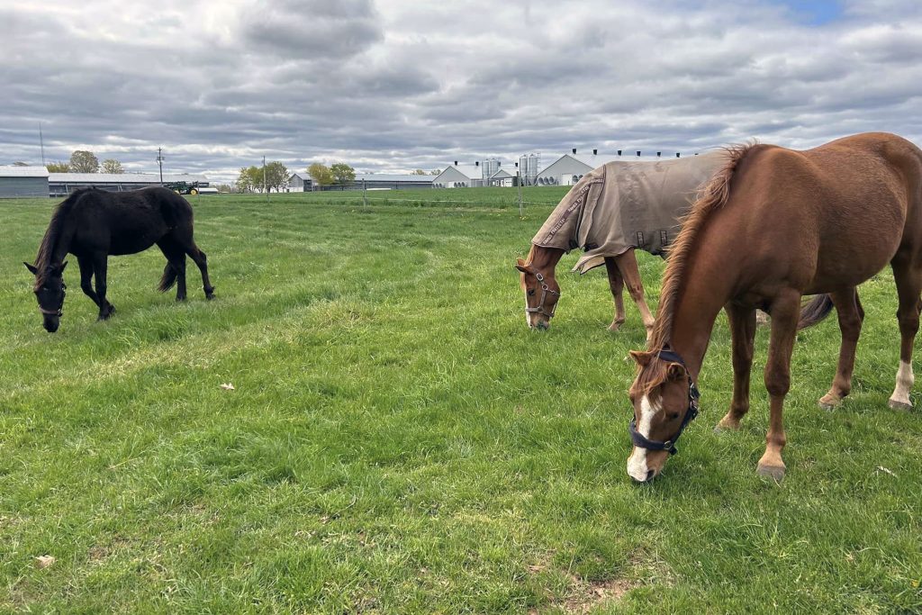 Before Sable Island: Drawing Horses with Briana Corr Scott
