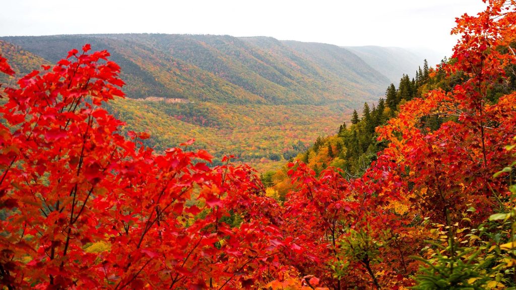 A fall view of the Aspy Trail during the Celtic Colours Guided Hike: Aspy Trail in Nova Scotia