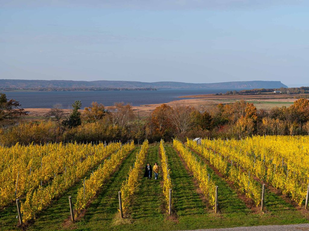 Wine & Cheese Tasting